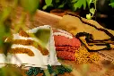 Mirna Linhares (6).webp